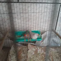 فنچ