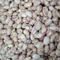 انواع روغن و حبوبات شکر قند نبات رشته کشمش توت