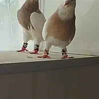 پرند