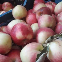 سیب گلاب شیرین آبدار خوشمزه