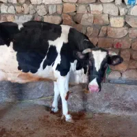معامله گاووگوسفدشکسته