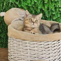 گربه ماده نقره ای ۲ ماهه غذاخور