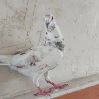پلاکی