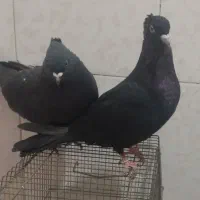 کبوتر