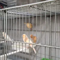 فروش قناری موزائیکی اورجینال جفتی ۳ تومان