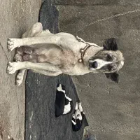 سگ ماده