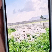 زمین