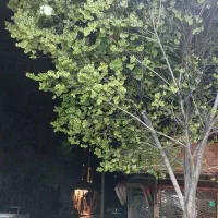 مسافر کربلا