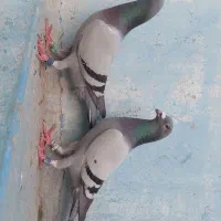 پلاکی ابلغ عراق درجه یک مسابقاتی