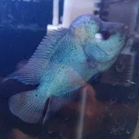 فلاور با تانک و لوازم و نور اکواریوم