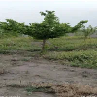 باغ در سر باغون