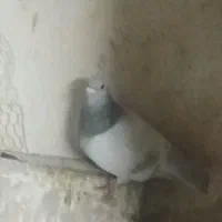 سه عدد کبوتر نر