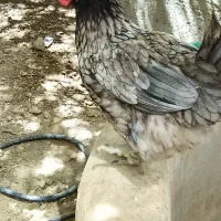 مرغ وخروس رسمی