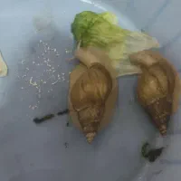 حلزون آلبینو
