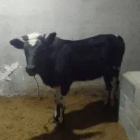 گوساله درجه یک