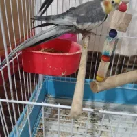 معاوضه عروس نر با ماده