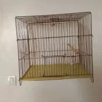 قفس