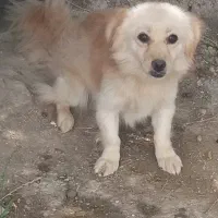 سگ پاکوتاه