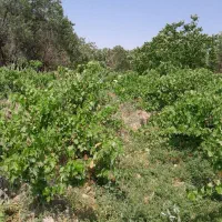 باغ-انگور-واقع-در-ساوه