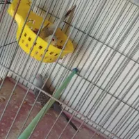 جفت الماسی