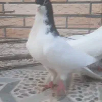 پلاکی و زاجر