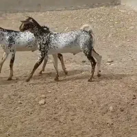 بزصلاله تاماده یکی نر