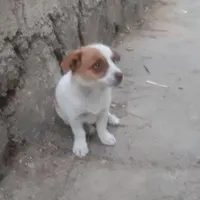 سگ آپارتمانی پا کوتاه