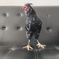 نیمچه خروس گلین لری مشکی