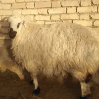 تعدادی بره و گوسفند چاق