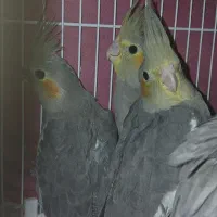 عروس