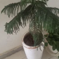 گل کاج مطبق