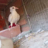 جوجه کفتر نر دم سیاه کلاهی قفل