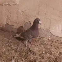 کبوتر مسافتی