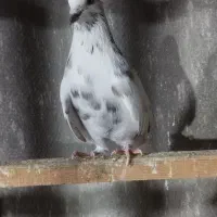 کبوتر نر