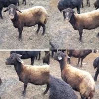 گوسفند.