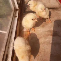 جوجه طبیعی