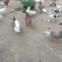 یه تیپ کفتر یاهو