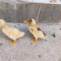 جوجه .مرغ. خروس. اردک