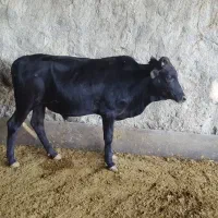 گوساله شنگل