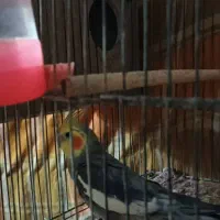 عروس هلندی