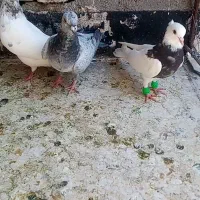 کبوتر کفتر