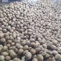 پخش گردو»مغزگردو»»کلی وجزئی