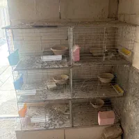 ۶عددقفس جفت کن کبوتر تاشو
