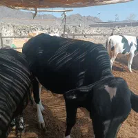 بره گوساله بزغاله