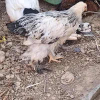 نیمچه مرغ و خروس برهما ،سبرایت،سلطان