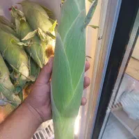 بلال مکزیکی