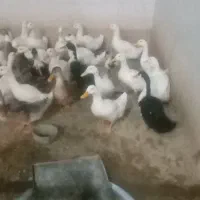 اردک