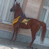 اسب بومی رفسنجان