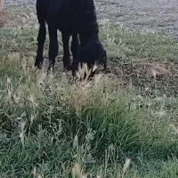 بره ماده قندوزی