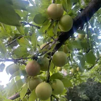 فروش آلوچه محلی
